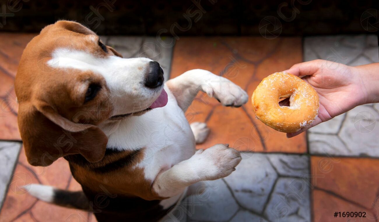 Ayudar a su Perro a Perder Peso