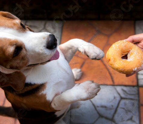 Ayudar a su Perro a Perder Peso