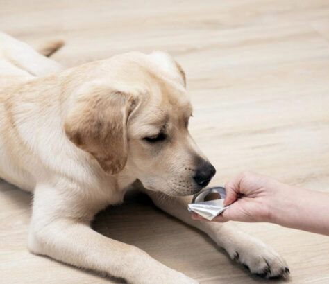 como dar una pildora a un perro cuando parece imposible mascoterias