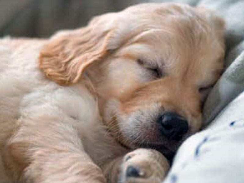 todo lo que debes saber sobre los espasmos de los perros