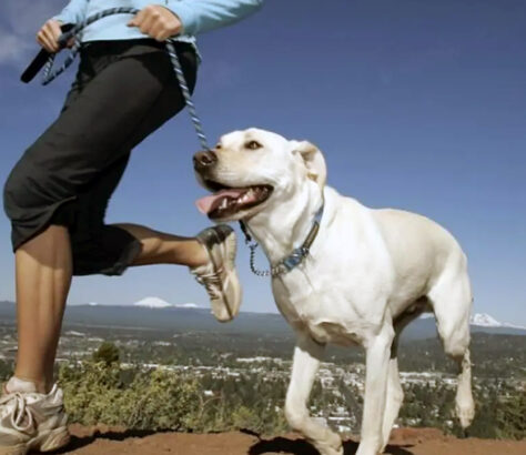 ventajas hacer ejercicio perro mascoterias