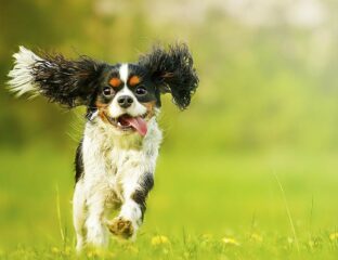 Cuánto ejercicio debe hacer mi cachorro