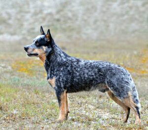 Razas de perros inteligentes