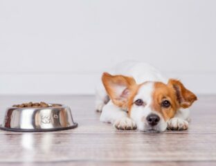 Cuánto alimento debe comer mi cachorro