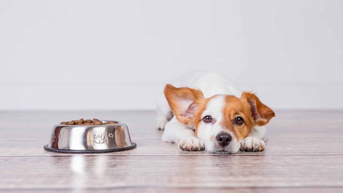 Cuánto alimento debe comer mi cachorro