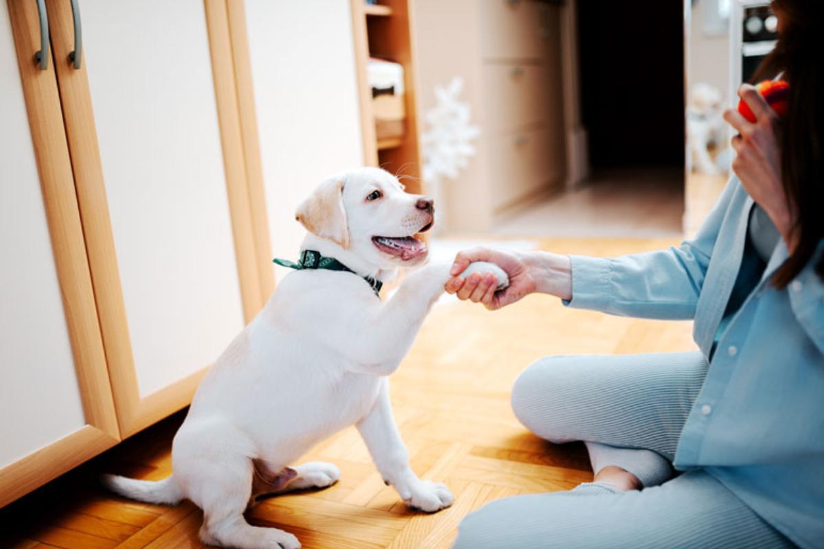 Educar a un cachorro