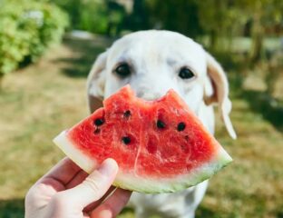 Las mejores frutas para perros