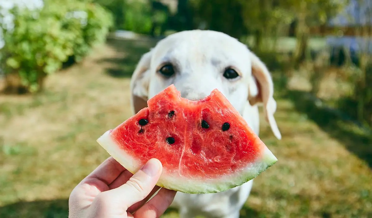 Las mejores frutas para perros