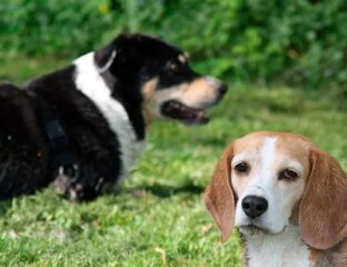 Presentando a dos perros en cinco pasos