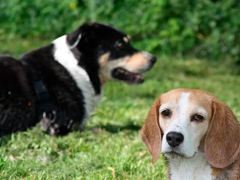 Presentando a dos perros en cinco pasos