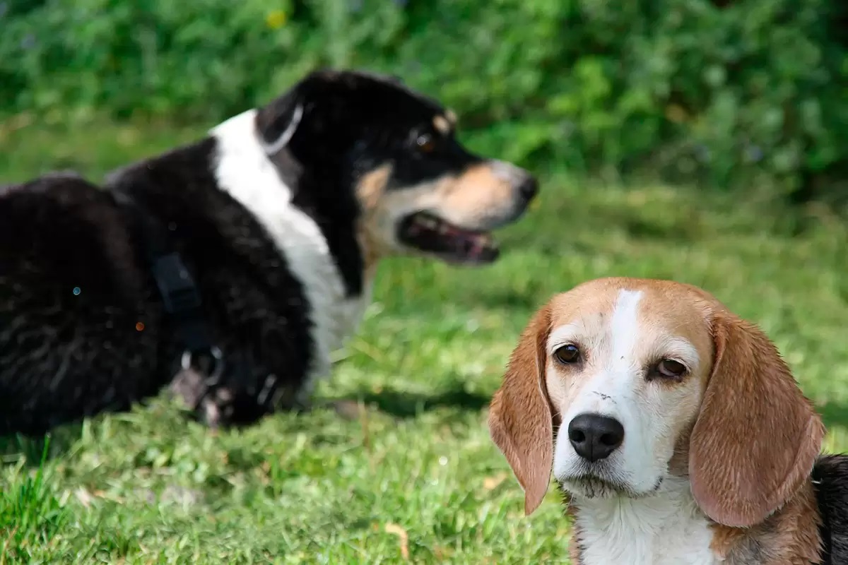 Presentando a dos perros en cinco pasos