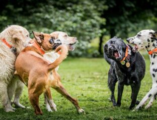 ¿Por qué mi perro ladra a otros perros?