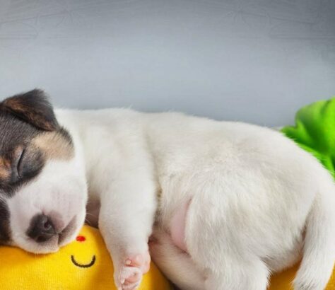 Perro dormilon